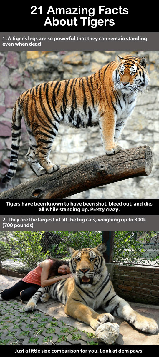 trendingly:  21 Amazing Facts About Tigers Click Here To See Them All! 