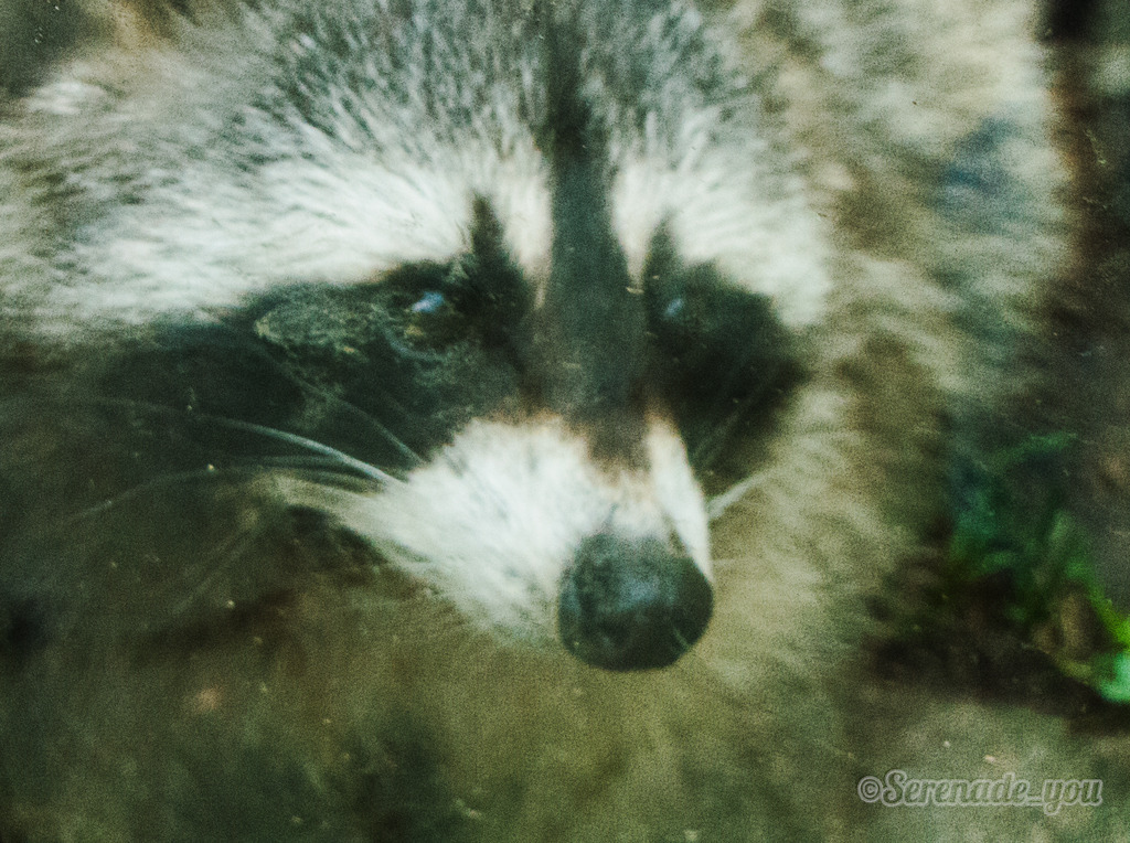 Location: Heimat Tierpark Olderdissen, Bielefeld