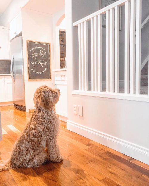 This little guy has grown up so fast❤️ Here he is waiting patiently for my mom @thebeautyrat to come