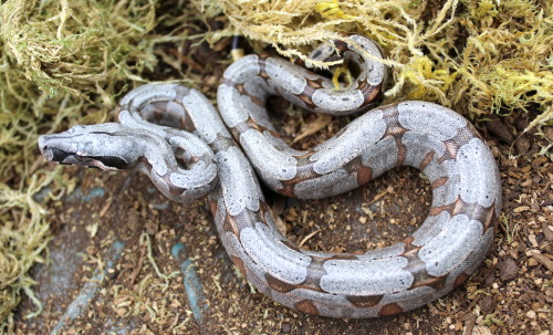 almightyshadowchan:The seven girls from my Aug 6th Silverback BCA litter.Short Tailed Boa / Boa c. a