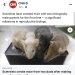 oldmanyellsatcloud:sabertoothwalrus:mousegirlheart:MOUSE YAOI REALFor the curious, and also the babies seem healthy and viable so far.