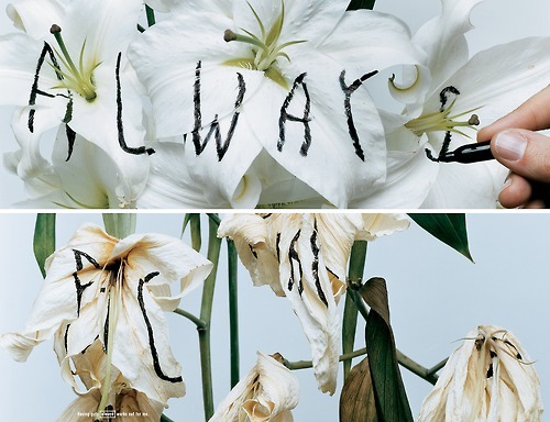 platea:  Having Guts Always Works Out For Me by Bela Borsodi in collaboration with Sagmeister Inc. 