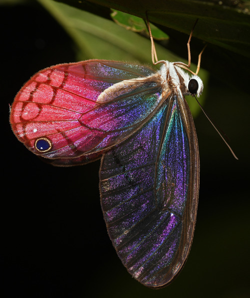 onenicebugperday:Rusted clearwing-satyr aka blushing phantom butterfly, Cithaerias pireta, found in 