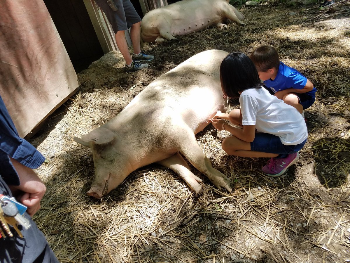 I was able to visit vegan Skyland Sanctuary, in NJ today! It’s a home for farm