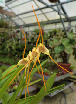 orchid-a-day:  Masdevallia mezaeSyn.: Alaticaulia