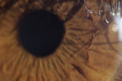 Taking reverse macro pictures of your own eyes were harder than I thought haha