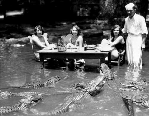 Women dine in a pond filled with alligators at the California Alligator Farm.