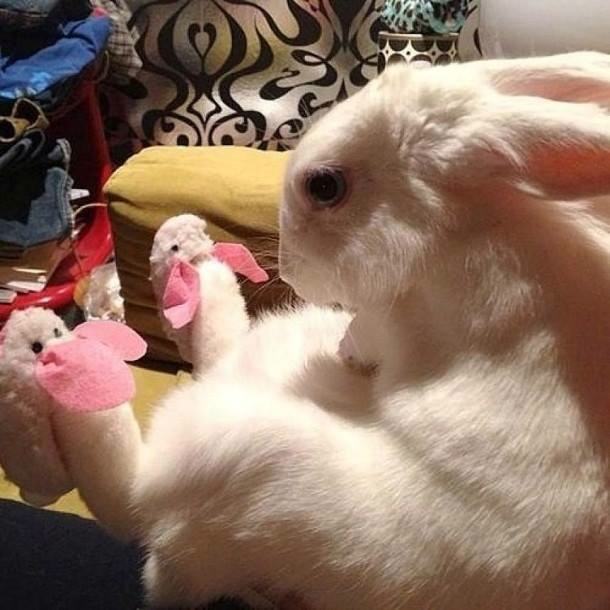 pleatedjeans:  20 Animals That Absolutely Love Their Christmas Presents