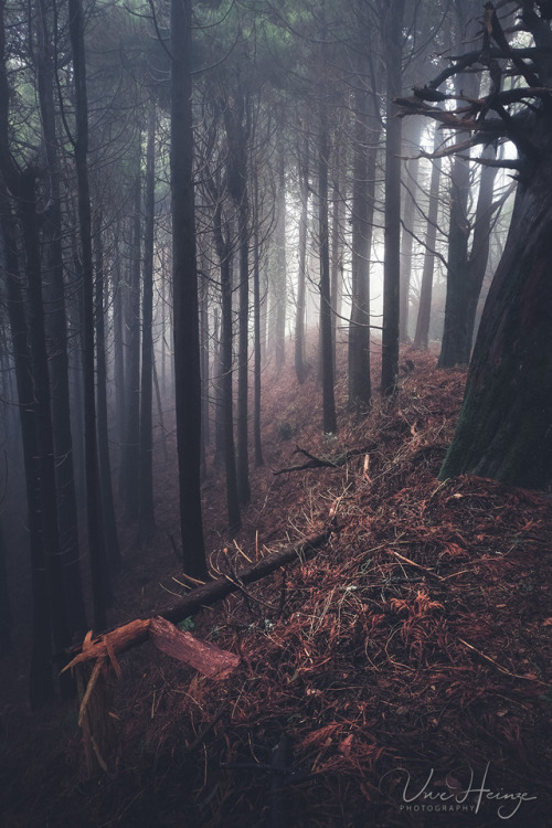 uwhe-arts: cloud forest … | uwhe-arts