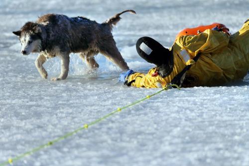 nubbsgalore: photos by mark garfinkel of boston firefighter sean coyle rescuing a husky named sylvie