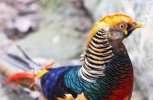 Golden Pheasant