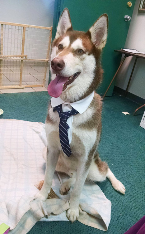 roarofalannister:  awesome-picz:    Today Is National Take Your Dog To Work Day.  tadokorocchiis, kougamishinyas