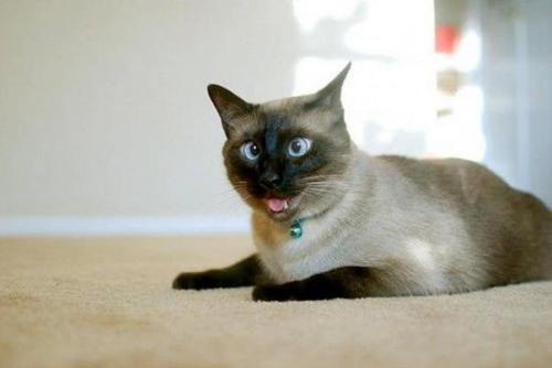 marielikestodraw: pleatedjeans: 23 Cats That Forgot How to Cat MAJESTIC CREATURES