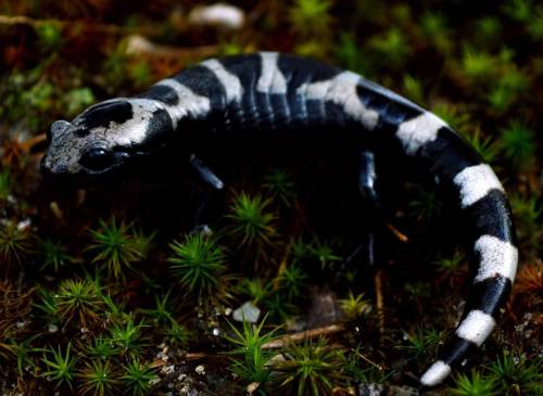 cacajao:  Marbled salamander Ambystoma opacum