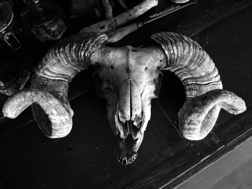 Porn photo roadkillandcrows:  Ram skull.