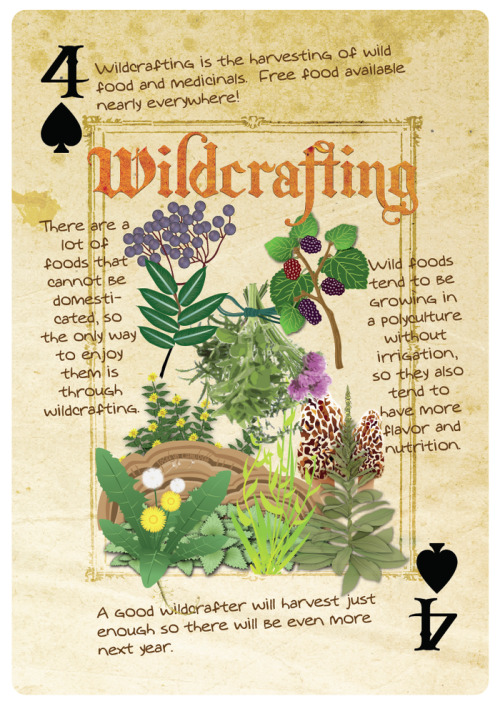 douglasiana:  slowdownfarm:  Permaculture Playing Cards available on Kickstarter.  Okay, definitely backing these. I could do so many things with a deck like this. 