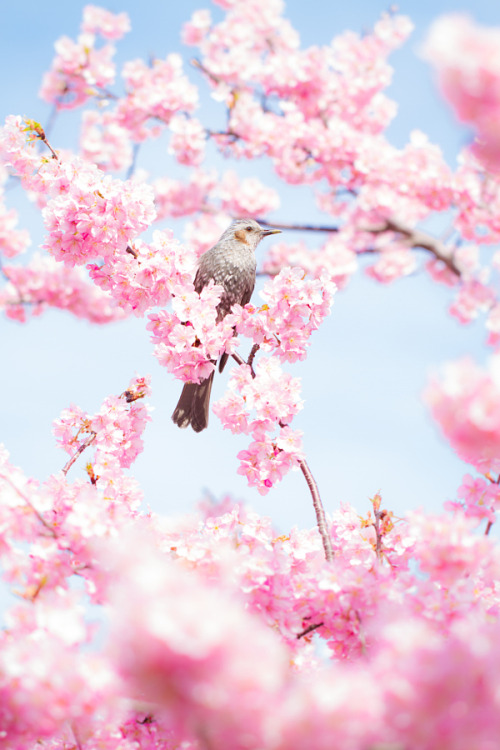 etherealvistas:Cherry Blossom (Japan) by Márcio Buniya