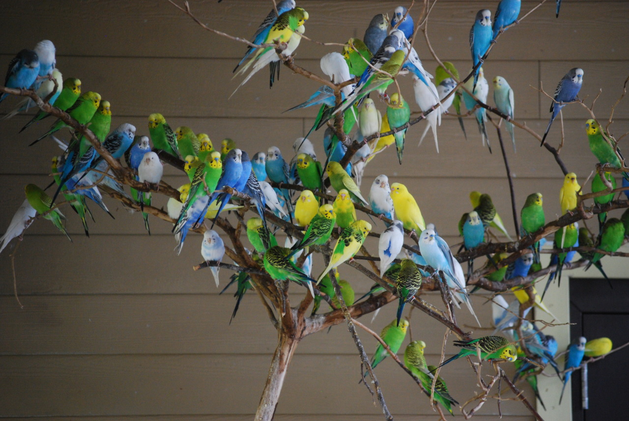 naniroxy:  bethyjones94:  naniroxy SEE LOOK BIRBS  SCREAMING 