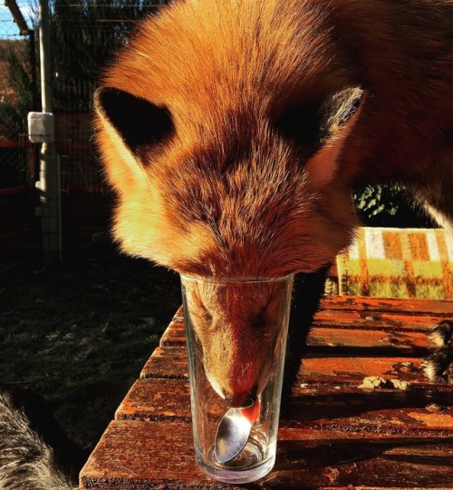 everythingfox: So thorstyRusty the Fox