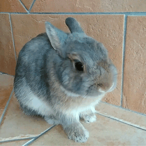 bony-the-bunny:  Always clean and prepared for everything