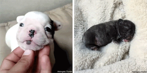 whyismagnuscrying: pfdiva:  alxbngala: THIC FAT BABY FRENCHIES MASTER POST [X/X]