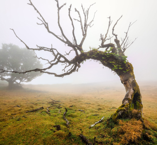 90377:Madeira by joaquinportela  