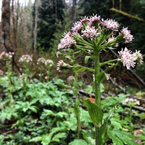 Western Coltsfoot, Petasites frigidus var. palmatus, Asteraceae. &hellip; #coltsfoot #petasitesfrig