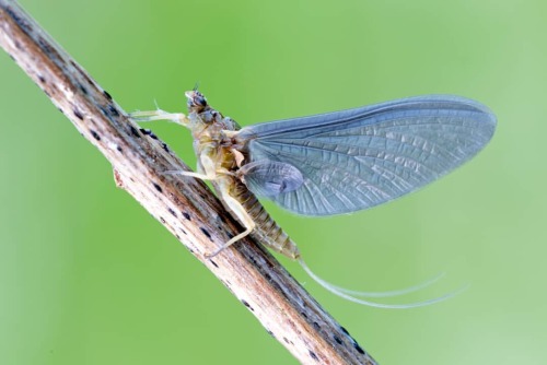 Bwo Mayfly #bwo #mayfly #eintagsfliege #dun #subimago #photography #fotografie #makro #makrofotograf