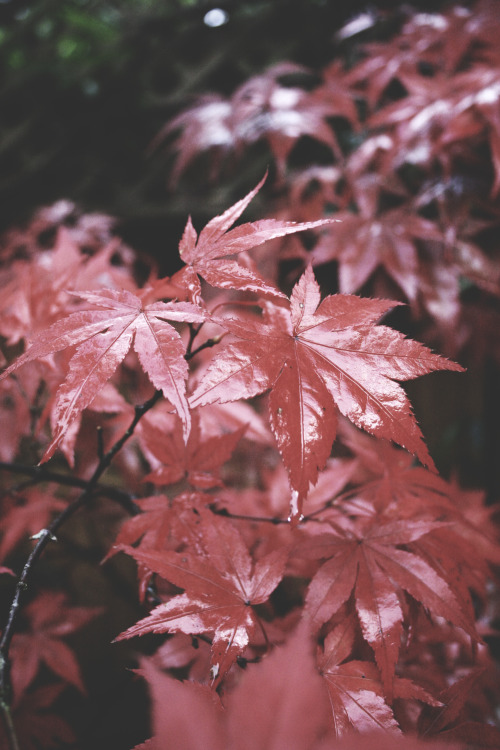 incrxminate: JAPANESE MAPLE