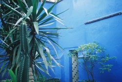 hannahmaeread:  Frida Kahlo’s House, Mexico