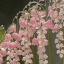 fem-floral