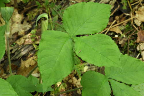 vandaliatraveler: Phase 2 Spring Wildflowers: Jack-in-the-pulpit (Arisaema triphyllum), sometimes re