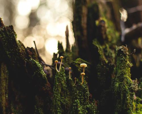 warlordfarmer:Found these lil mushies growing on a mossy tree stump while exploring my forest