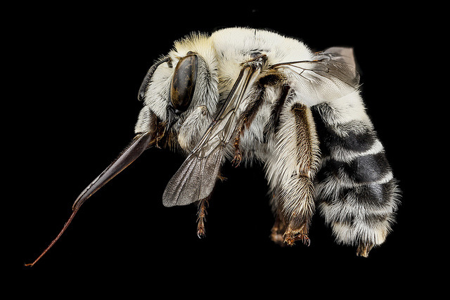 foxmouth:  Portraits of Bees2013Sam Droege 