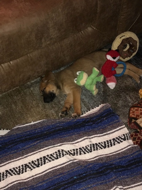 zackisontumblr: judgejudyofficial: zackisontumblr: Meet Lilly - she’s 8 weeks old! German Shep