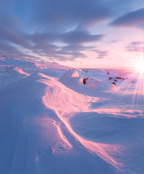 birdsonqs:  by  Jørn Allan Pedersen  