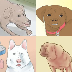 doglesbian:  fucked up wikihow dogs 