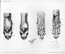 lauragarabedian:fucktonofanatomyreferences: A lovely fuck-ton of animal paw references (per request).   Some awesome paw reference 