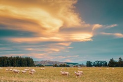 ronancorrea:  Be grateful for what you have… #sunset #roadtrip #landscape #nature #nature_perfection #nz #followme #aotearoa #fujifilm_xseries #fujilove  (at Springfield, New Zealand)