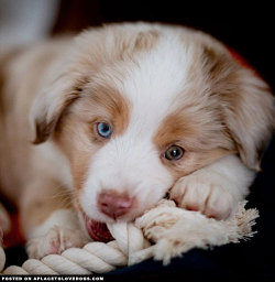 Aplacetolovedogs:  World, Meet The Most Adorable Mini Australian Shepherd Puppy Koa!