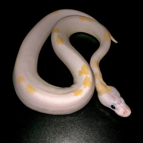 geckogalaxy:This cute little noodle will be the newest addition to the family! I’ve wanted a beep for a long time and I 