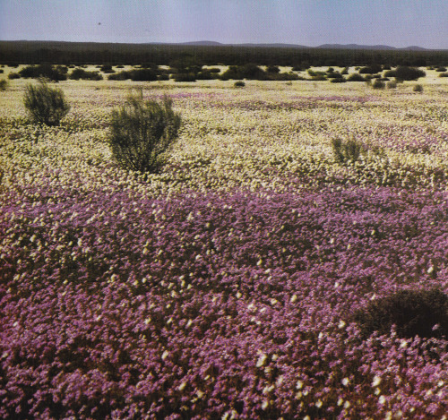 plant-scans: Wildflowers on abandoned farmlands in Western Australia, Australia: Colourful Continent