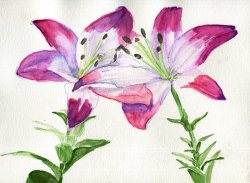 havekat:  Happy Together Watercolor and gouache On Paper 12″x 9″, 2016 Asiatic Lilies   I wish I was this good at watercolor