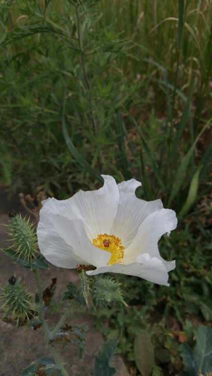 Argemone polyanthemos is in the poppy family Papaveraceae. Commonly known as prickly poppy it is nat