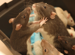 rappsrats:  many-splendored-rat:  Old pic of some baby (I think Rudolph?) battling with Effie while Ava &amp; Rollo look on in concern.   This is the most dramatic rat photo ever. It looks like a movie poster. 