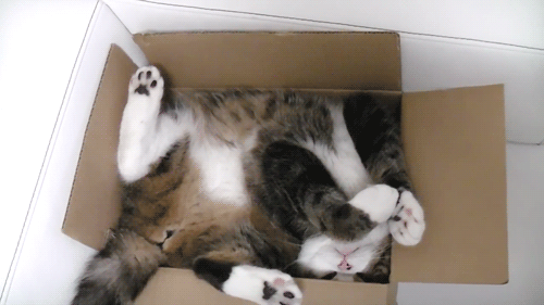 10 Ways to Look After Your Mental Wellbeing (with added kitties)