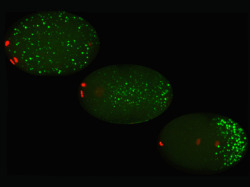 bpod-mrc:  26 January 2015 Granules of Fate