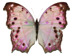 transparent-flowers: “Mother of Pearl.” Planthopper Phenax variegata. (x).