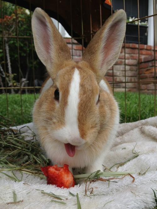 fruitsgarden: shopgrrrl: matilda eats a strawberry 6.30.13 bleh bleh