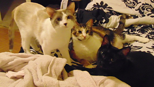 The bed-hogs (Penny, Paris and Puursia) STRIKE!(submitted by @kindnessiseternal)